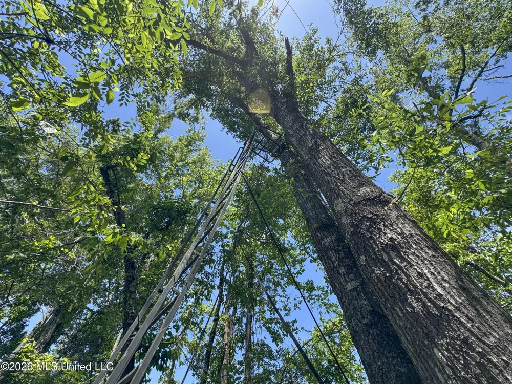 Chinqupin Road Lexington, MS 39095