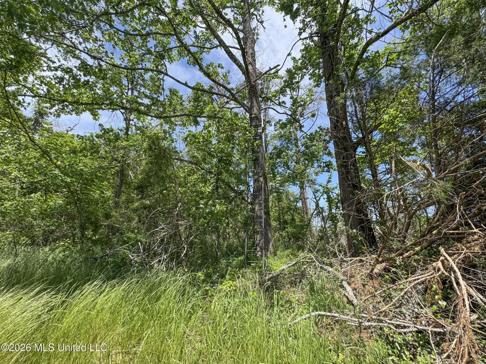 Chinqupin Road Lexington, MS 39095