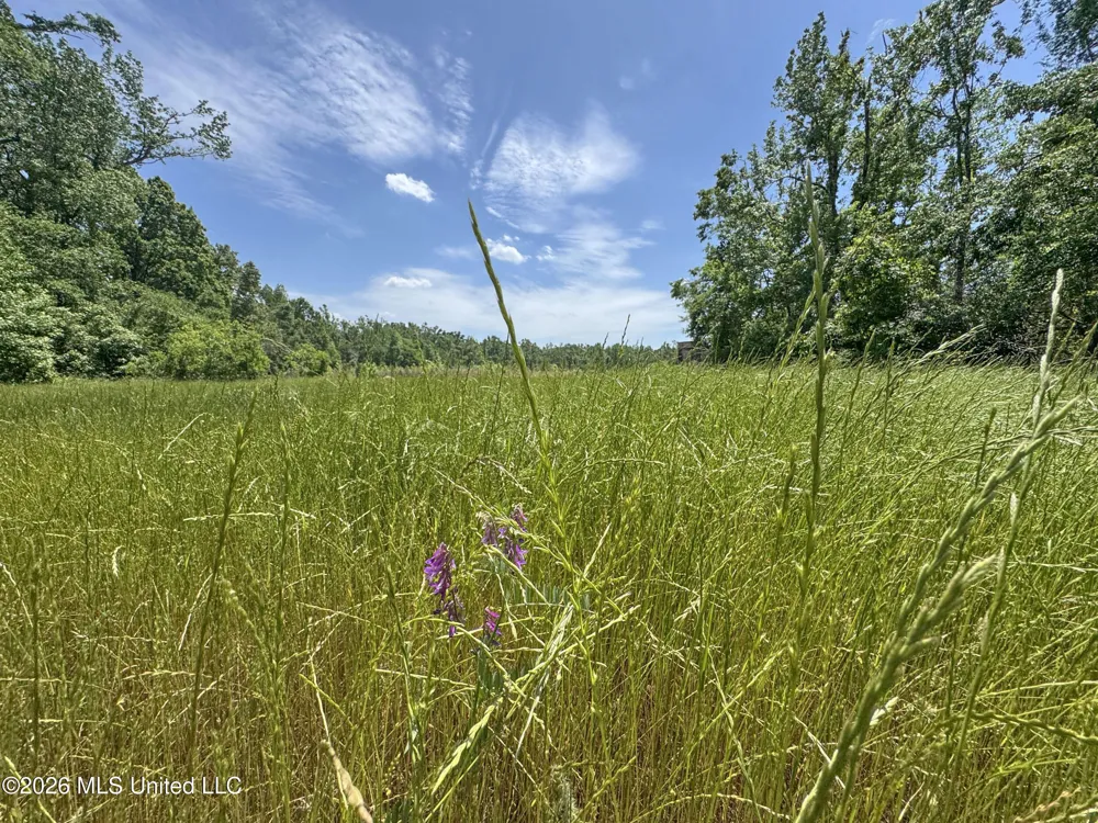 Chinqupin Road Lexington, MS 39095