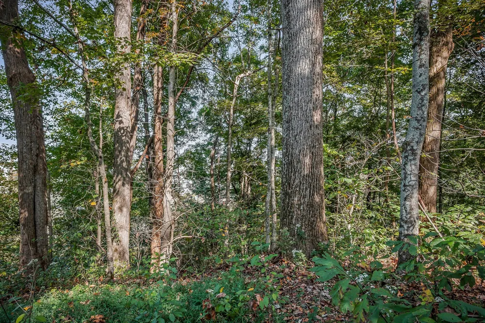 43 Moss Bend Ln Lancaster, TN 38569
