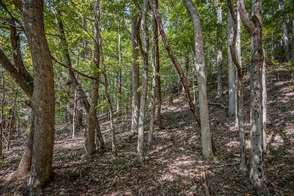 43 Moss Bend Ln Lancaster, TN 38569