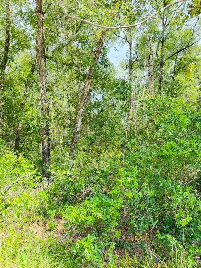 3560 E BELLSHIRE PLACE Inverness, FL 34453