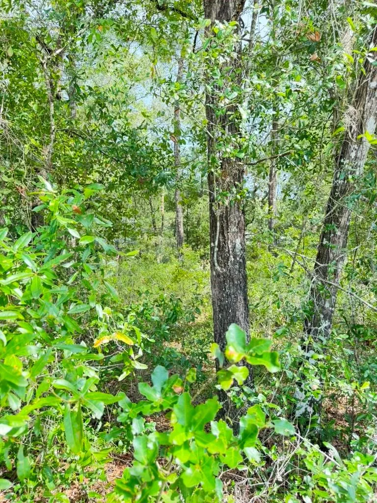 3560 E BELLSHIRE PLACE Inverness, FL 34453