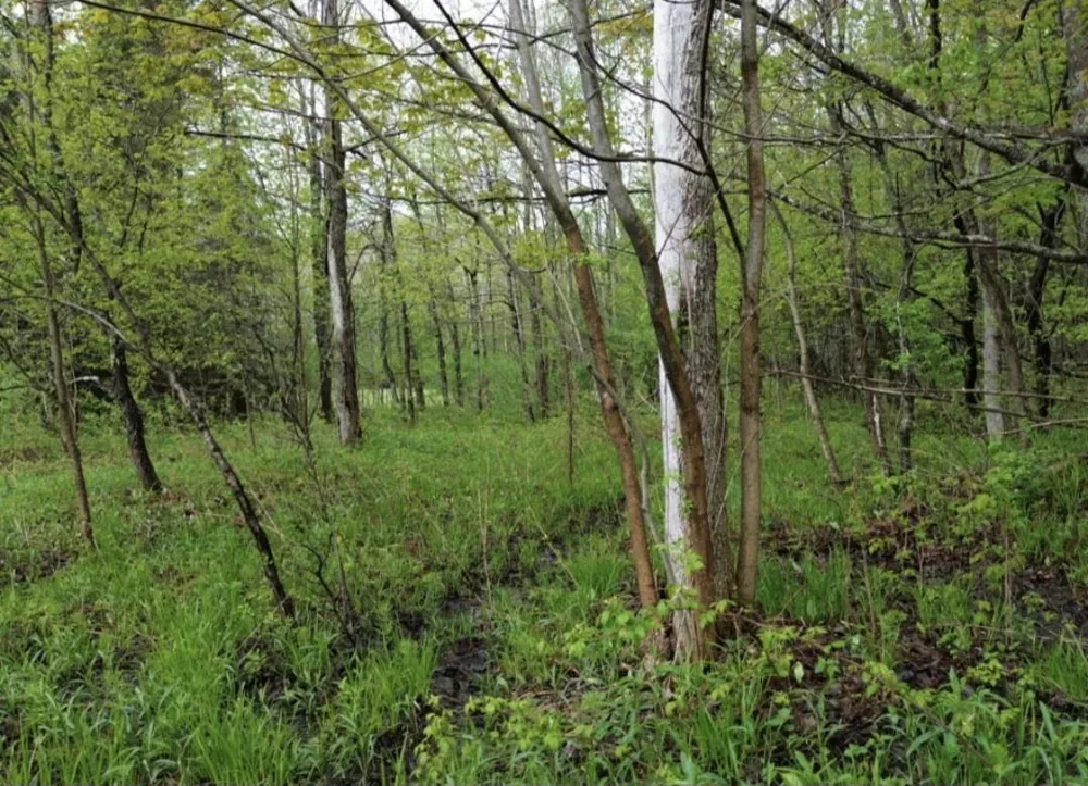 Brookwood Drive Jordan Township, MI 49727