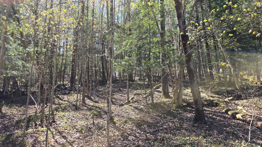 Brookwood Drive Jordan Township, MI 49727