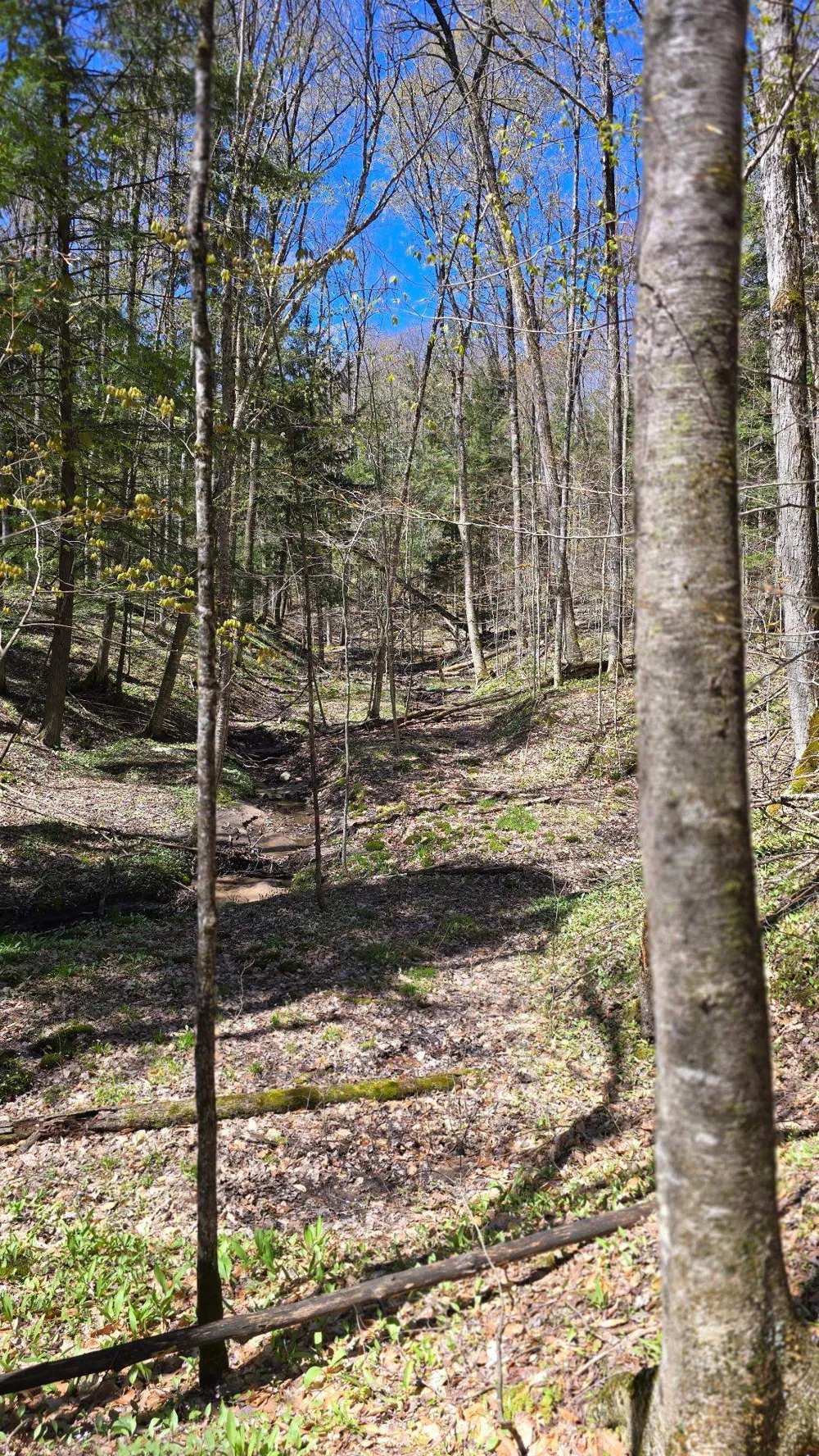Brookwood Drive Jordan Township, MI 49727