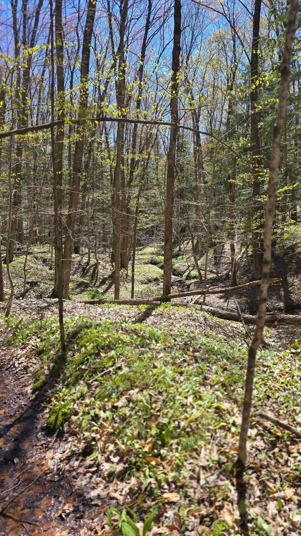Brookwood Drive Jordan Township, MI 49727