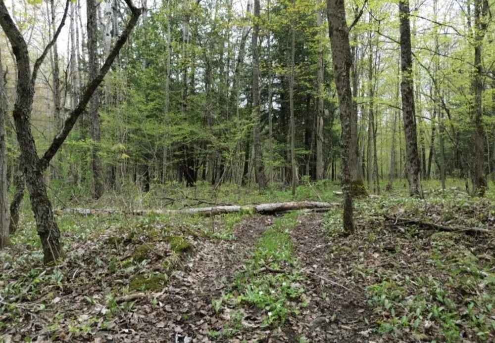 Brookwood Drive Jordan Township, MI 49727
