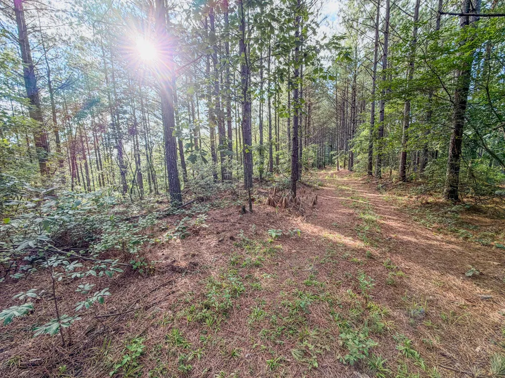 164 Center Ridge Dr Hohenwald, TN 38462