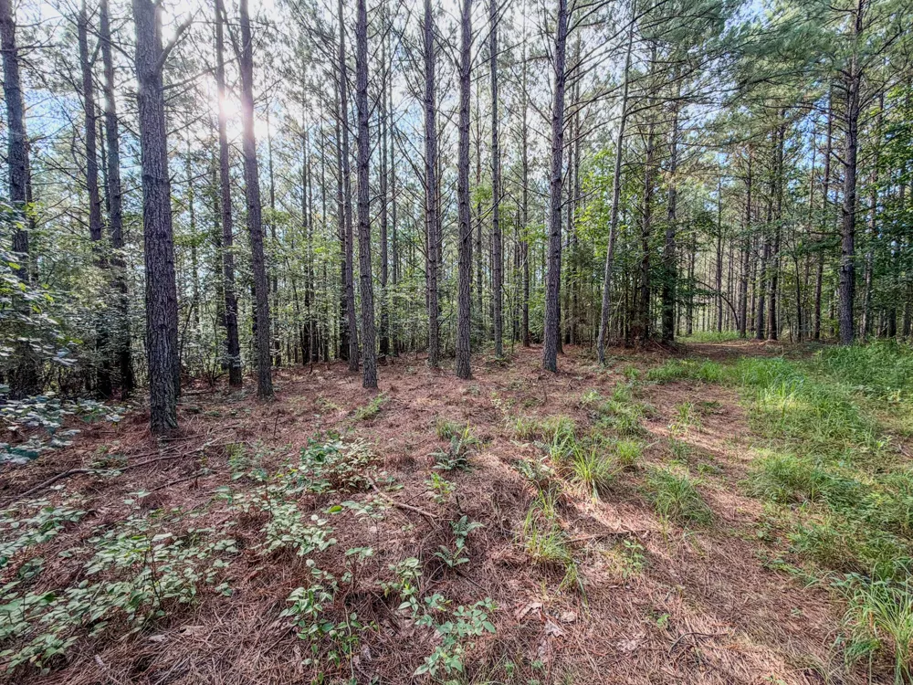 164 Center Ridge Dr Hohenwald, TN 38462