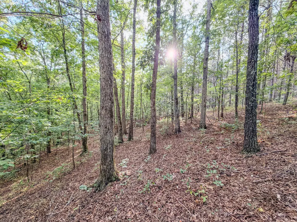 164 Center Ridge Dr Hohenwald, TN 38462