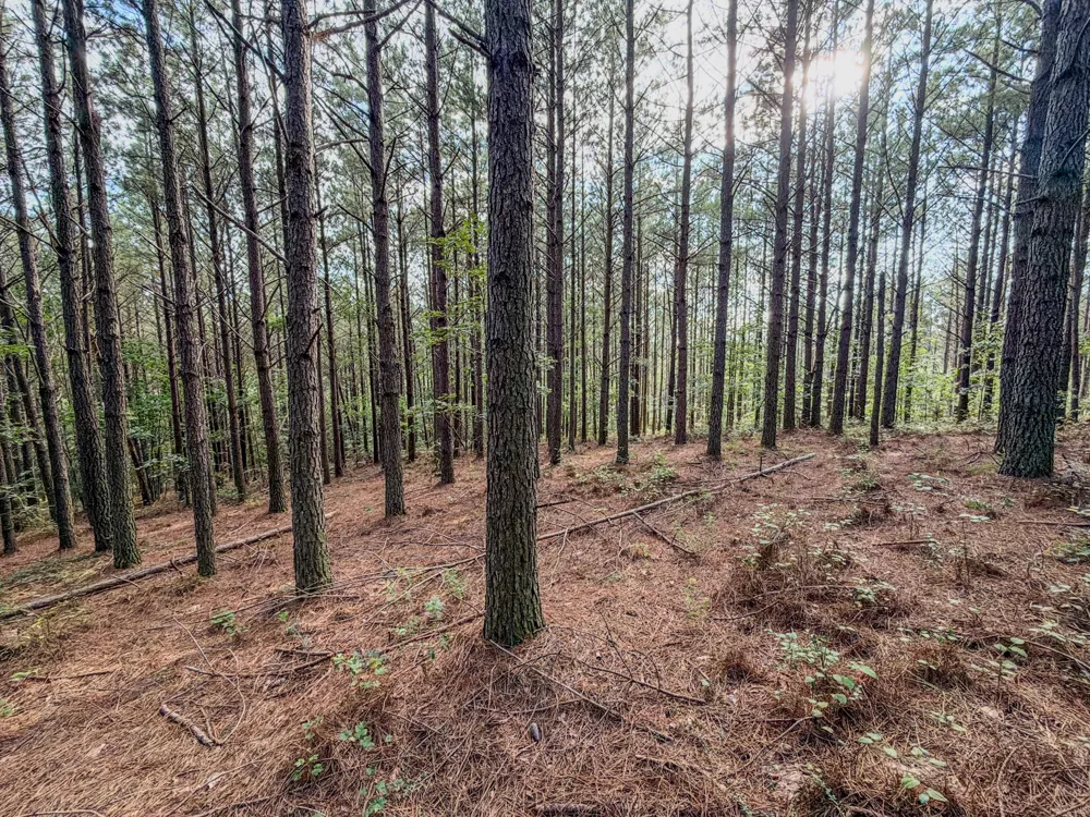 164 Center Ridge Dr Hohenwald, TN 38462