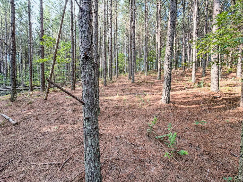 164 Center Ridge Dr Hohenwald, TN 38462