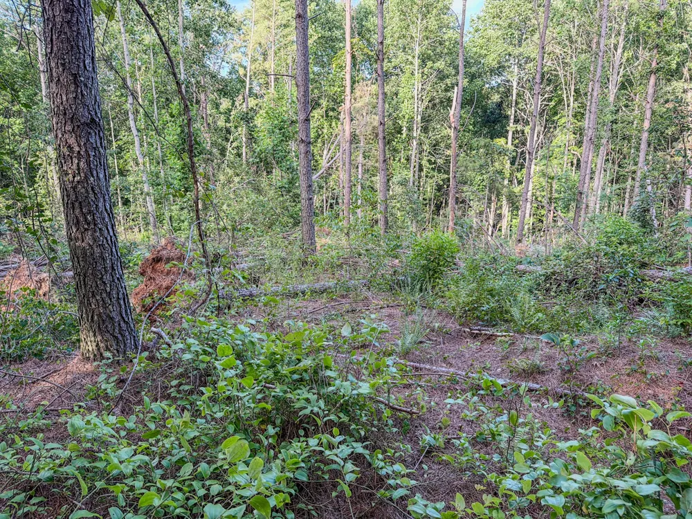 164 Center Ridge Dr Hohenwald, TN 38462