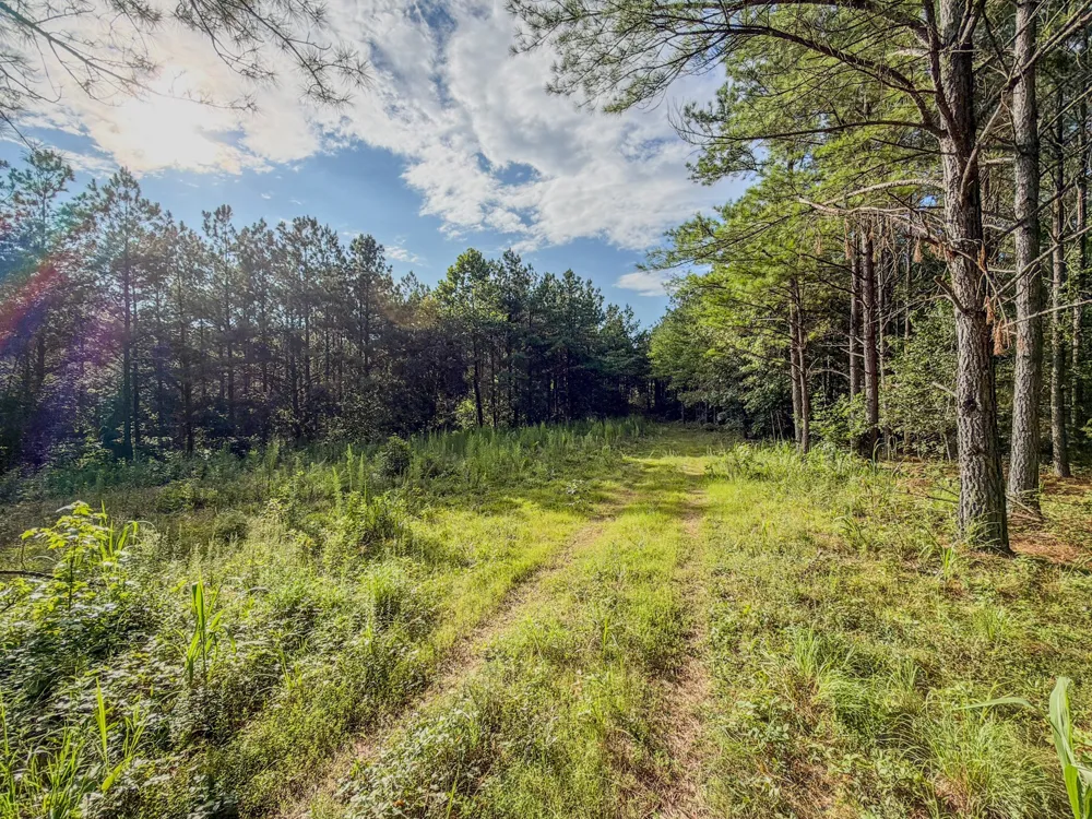 164 Center Ridge Dr Hohenwald, TN 38462