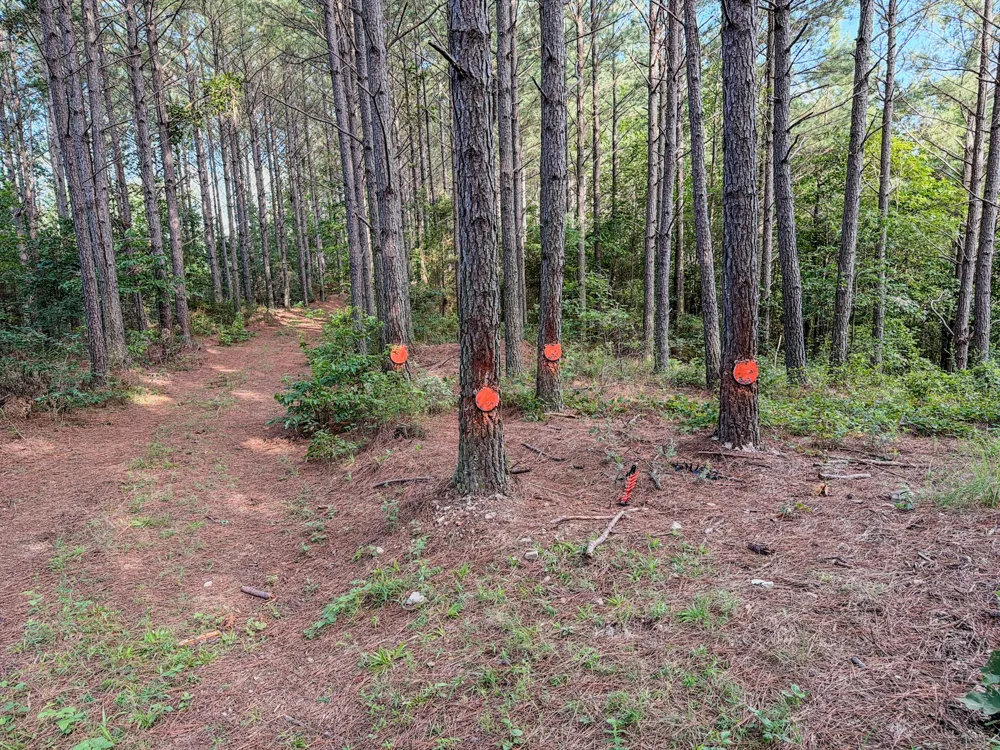 164 Center Ridge Dr Hohenwald, TN 38462