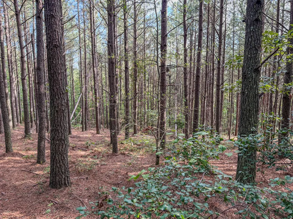 164 Center Ridge Dr Hohenwald, TN 38462