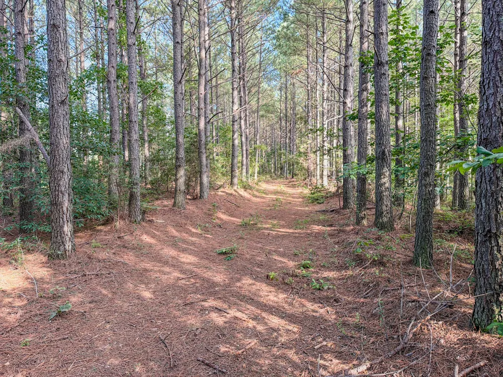 164 Center Ridge Dr Hohenwald, TN 38462