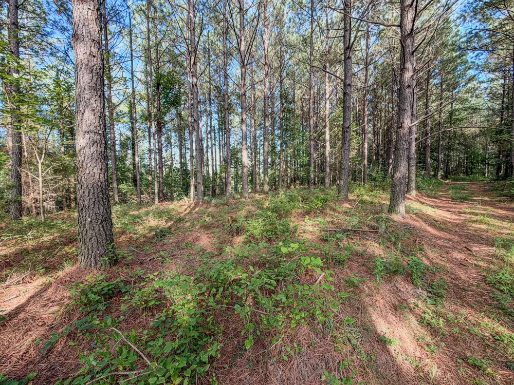 164 Center Ridge Dr Hohenwald, TN 38462