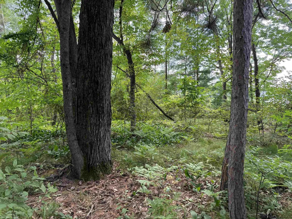 Nicole Drive Plainfield Township, MI 48761