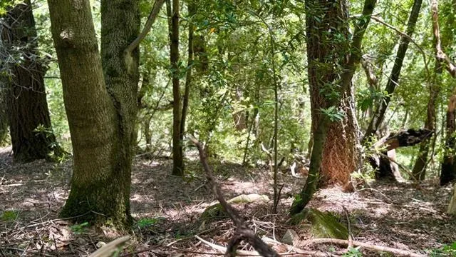 19179 Skyline Boulevard Los Gatos, CA 95033