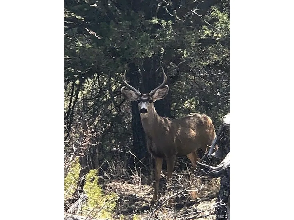 1420 Coyote Run Cotopaxi, CO 81223