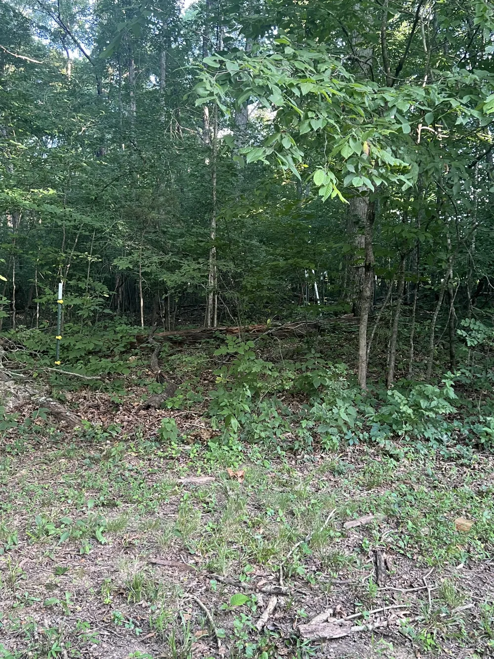 7270 Twelve Corners Rd Lascassas, TN 37085