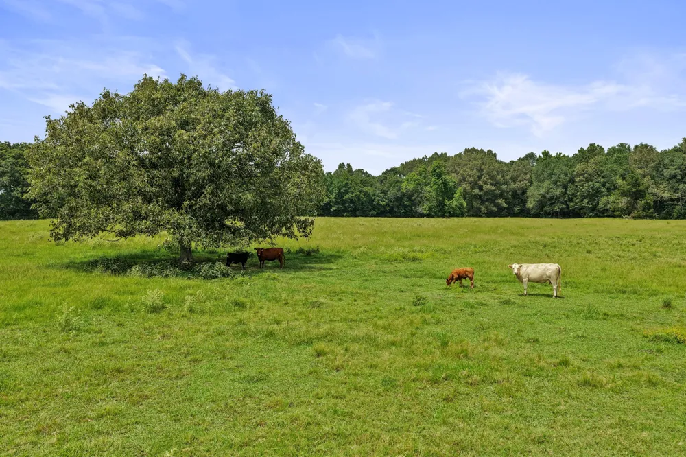 2199 County Rd 3150 Cookville, TX 75558