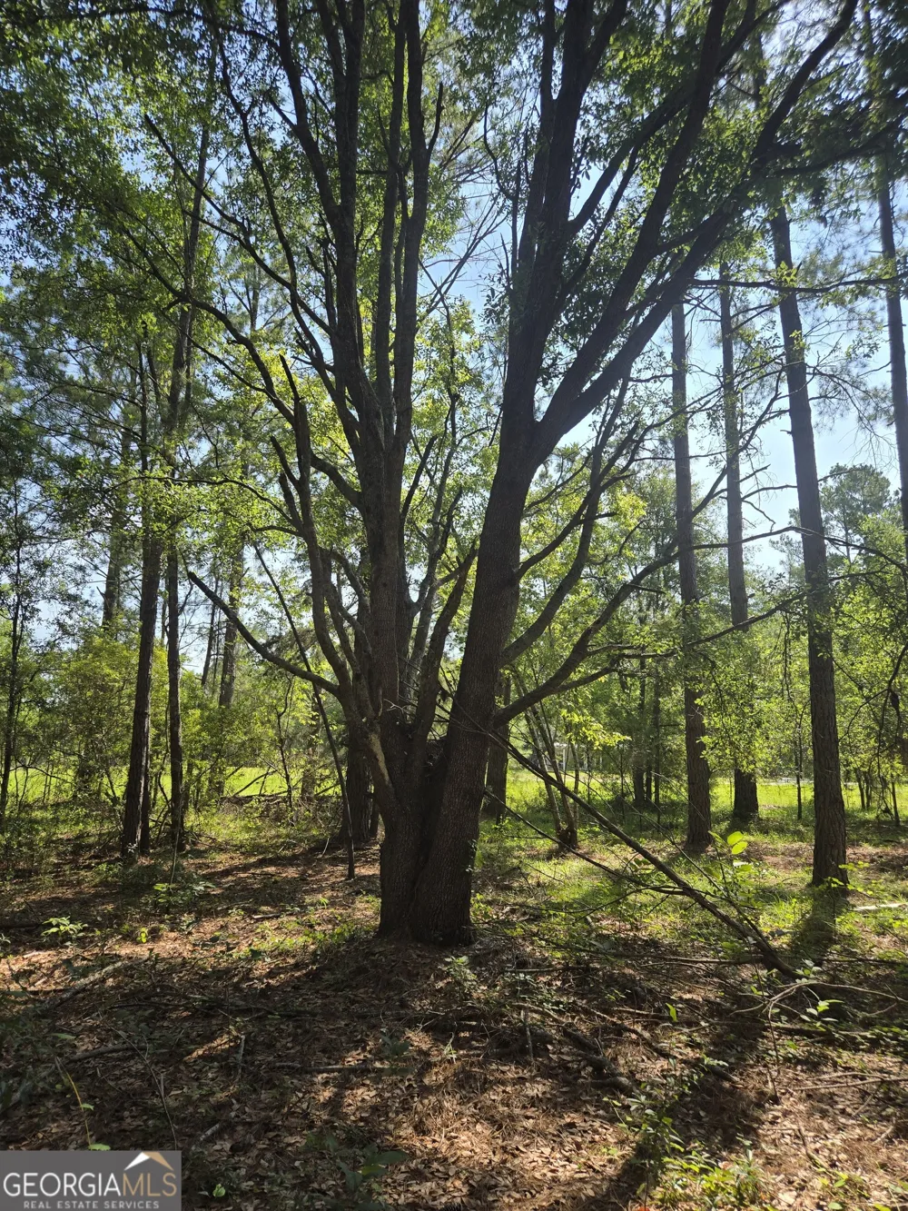 0 Live Oak DR Swainsboro, GA 30401