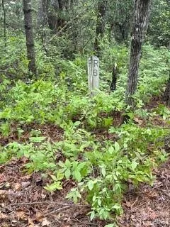 FR16 opossum Path #FR 16 Brevard, NC 28712