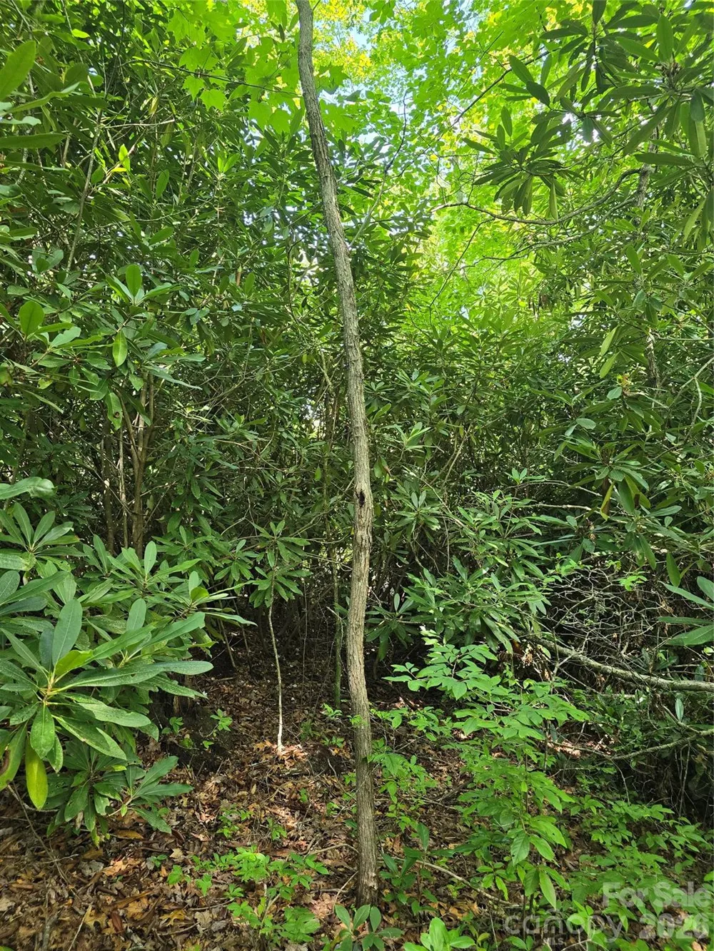 0000 Nancy Mountain Road Rosman, NC 28772
