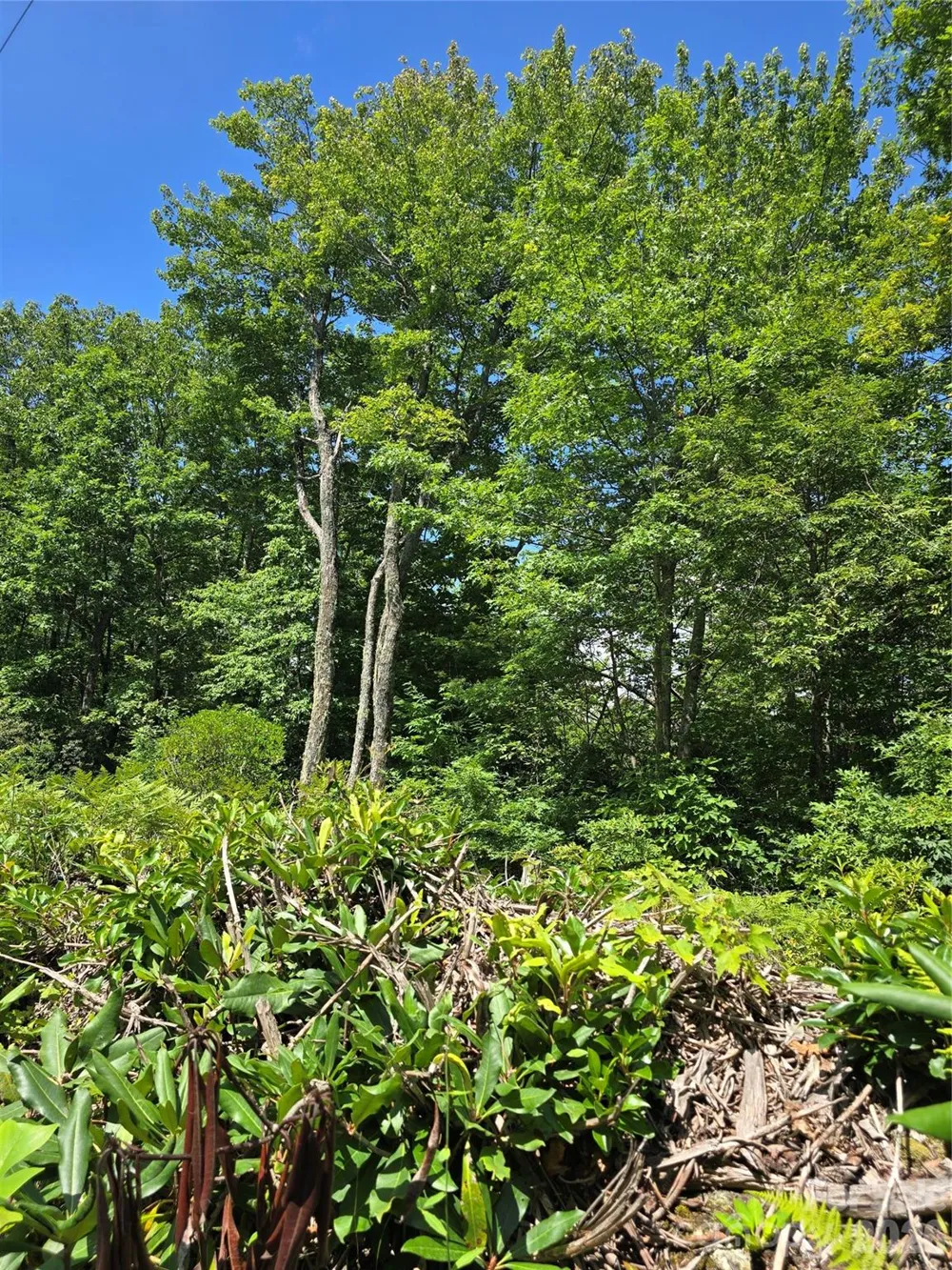 0000 Nancy Mountain Road Rosman, NC 28772