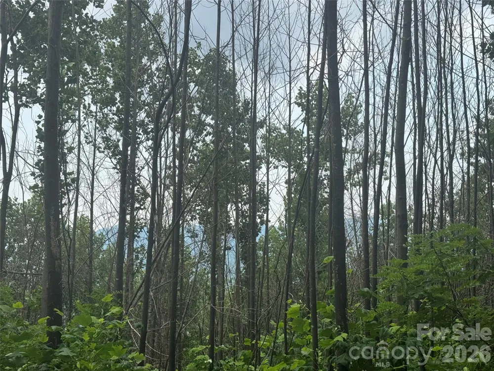 1802 OFF Sr Saluda, NC 28773