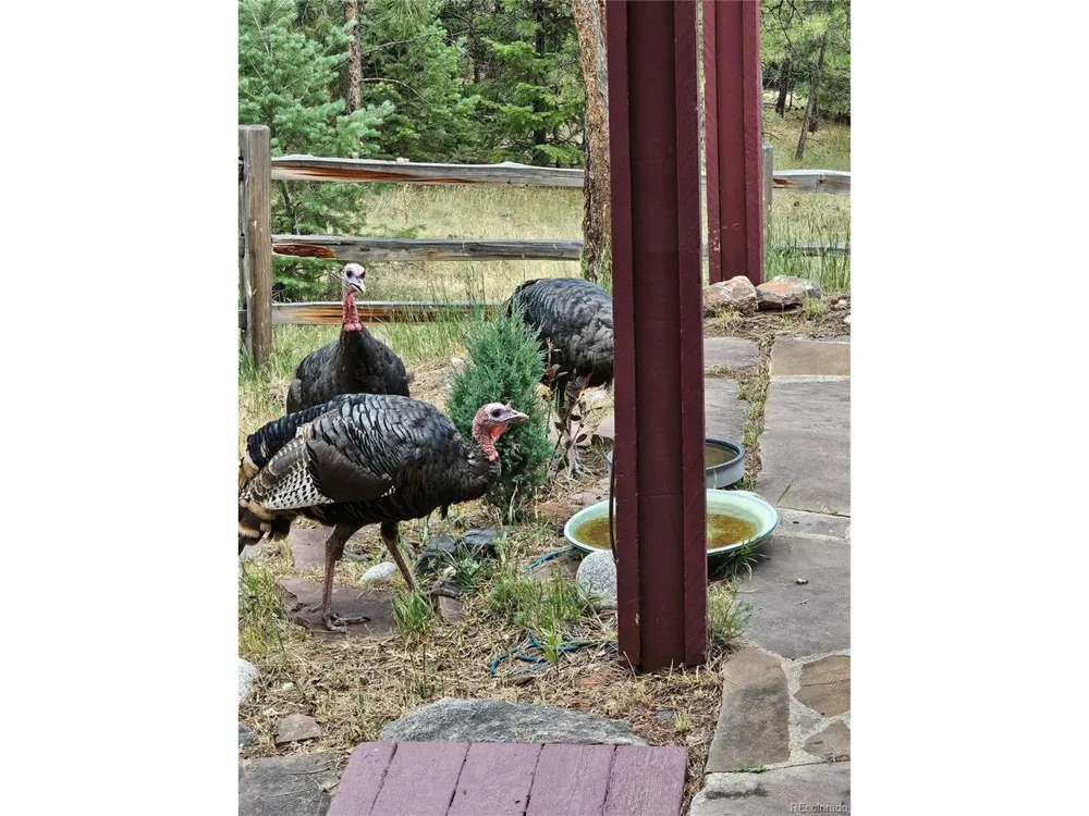 1295 Spruce Drive Golden, CO 80401