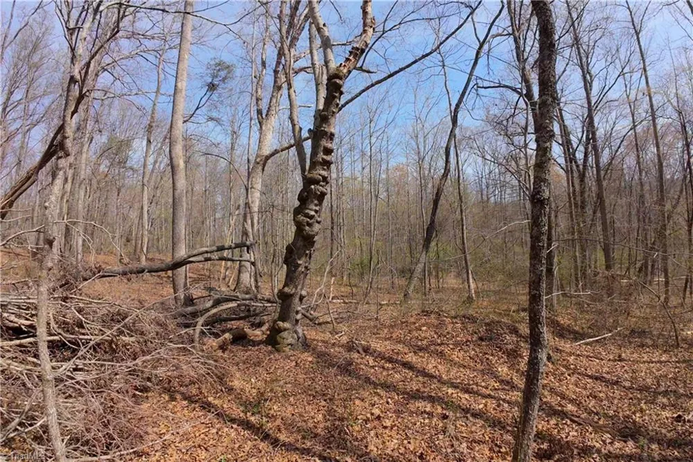0 Johnson Farm Road #1 Pilot Mountain, NC 27041