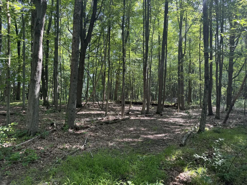 Lasher Road Dryden, MI 48428
