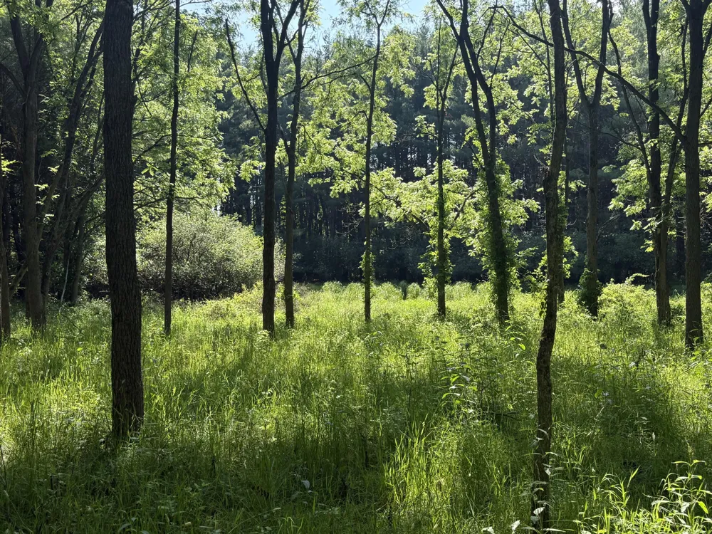 Lasher Road Dryden, MI 48428