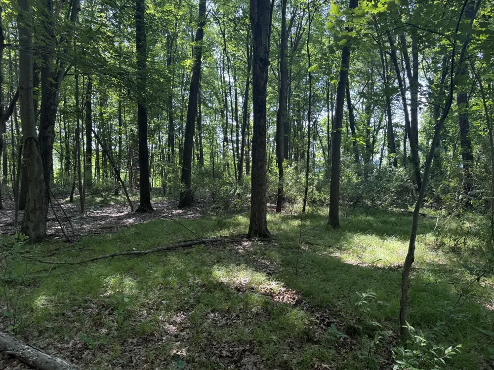 Lasher Road Dryden, MI 48428