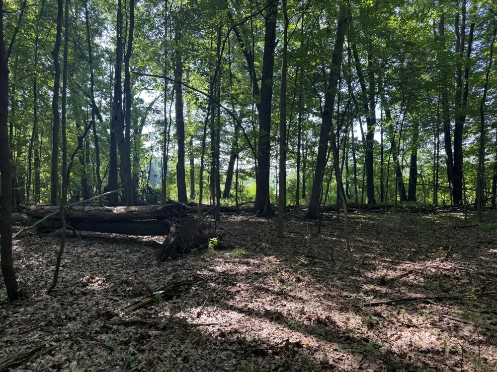 Lasher Road Dryden, MI 48428