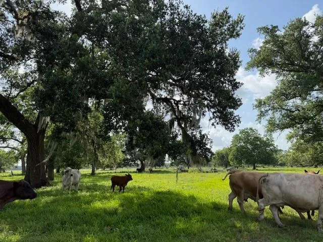 County Road 153 Sims Ave Road Cedar Lane, TX 77415