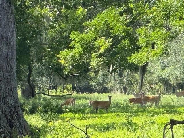 County Road 153 Sims Ave Road Cedar Lane, TX 77415