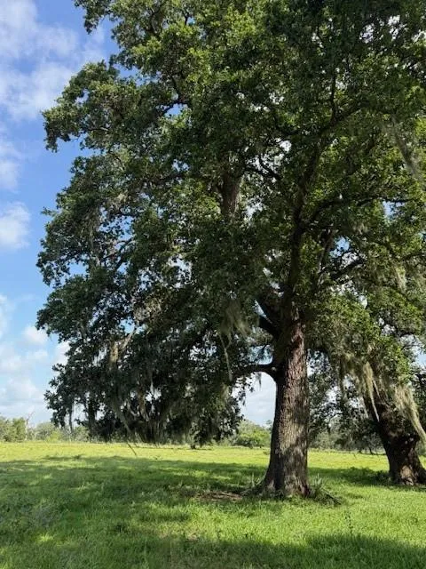 County Road 153 Sims Ave Road Cedar Lane, TX 77415