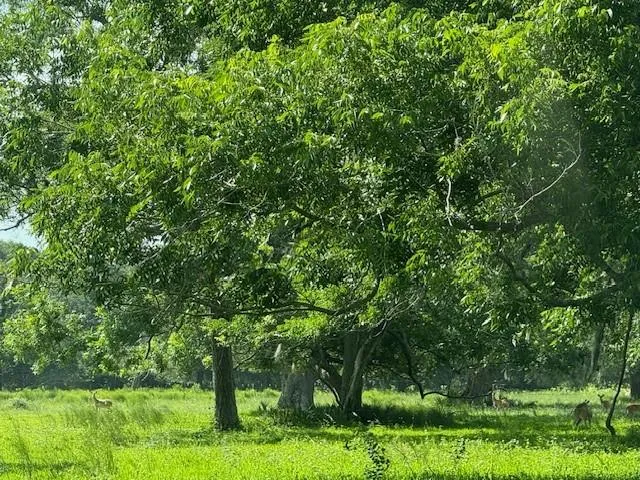 County Road 153 Sims Ave Road Cedar Lane, TX 77415
