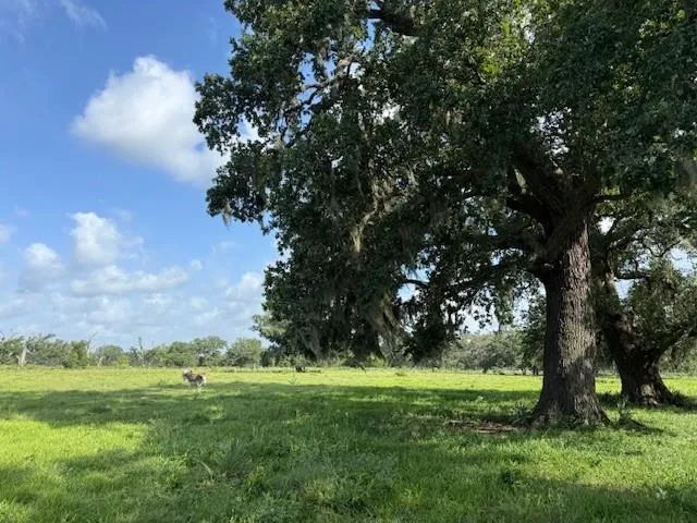County Road 153 Sims Ave Road Cedar Lane, TX 77415