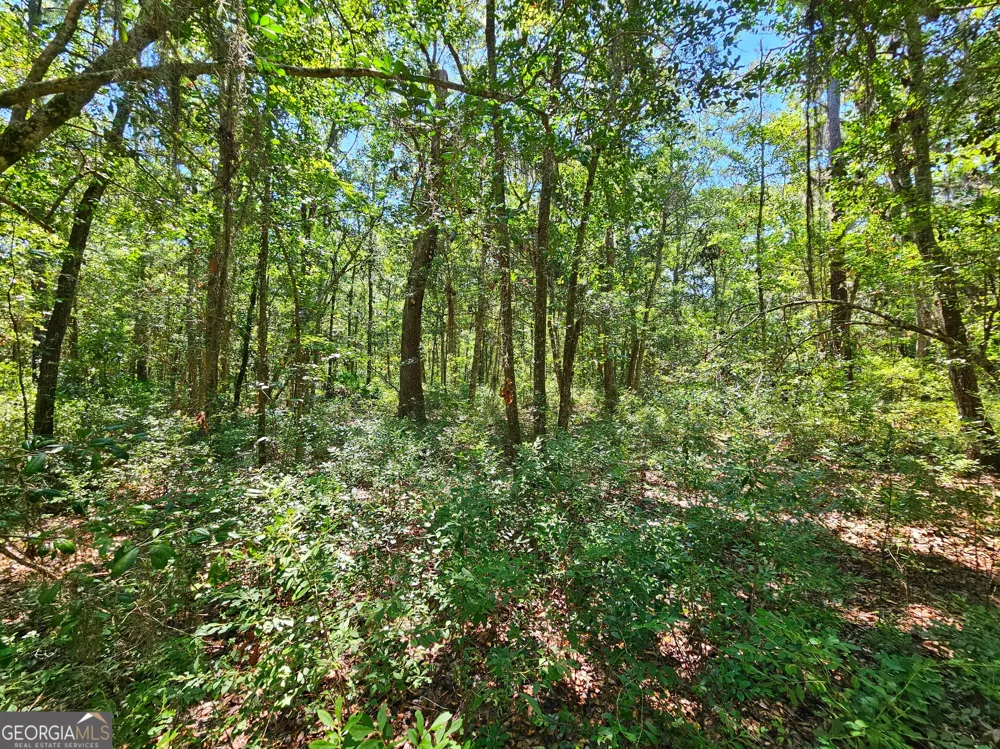 LOT 50 Tar Flower TRL Waverly, GA 31565