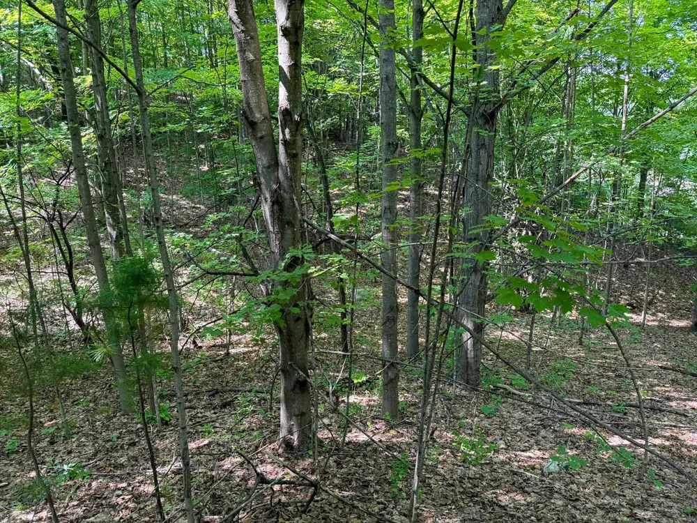 S Skye Hill Drive Elmwood Charter Township, MI 49684