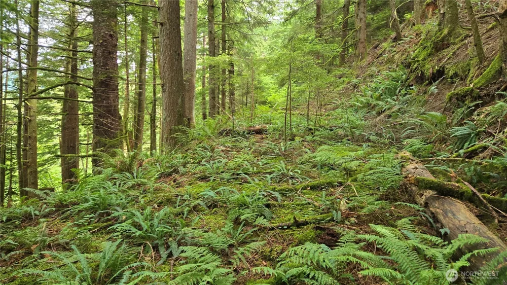 33317 SE Kent Kangley Road Ravensdale, WA 98051