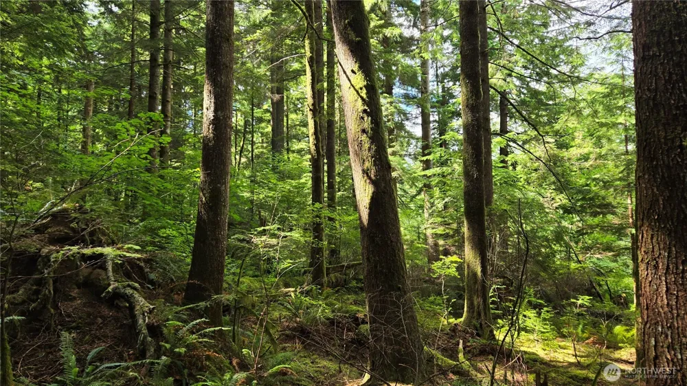 33317 SE Kent Kangley Road Ravensdale, WA 98051