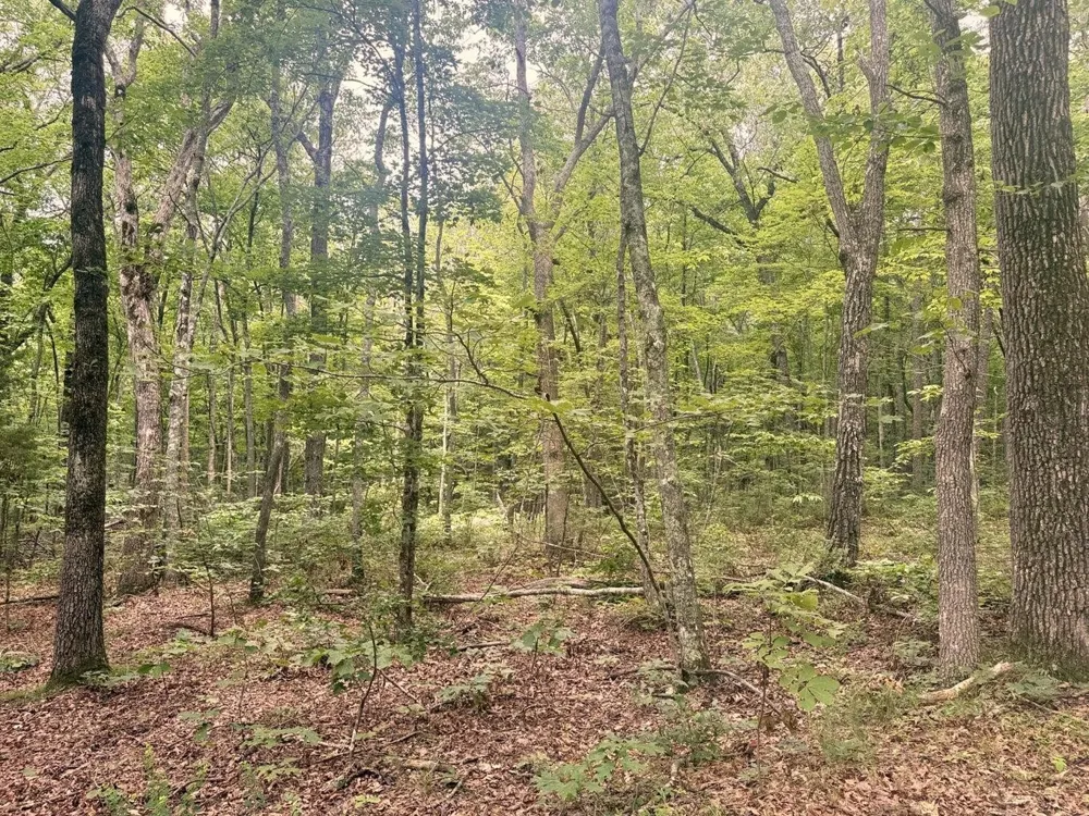 4104 Windridge Drive Dunlap, TN 37327