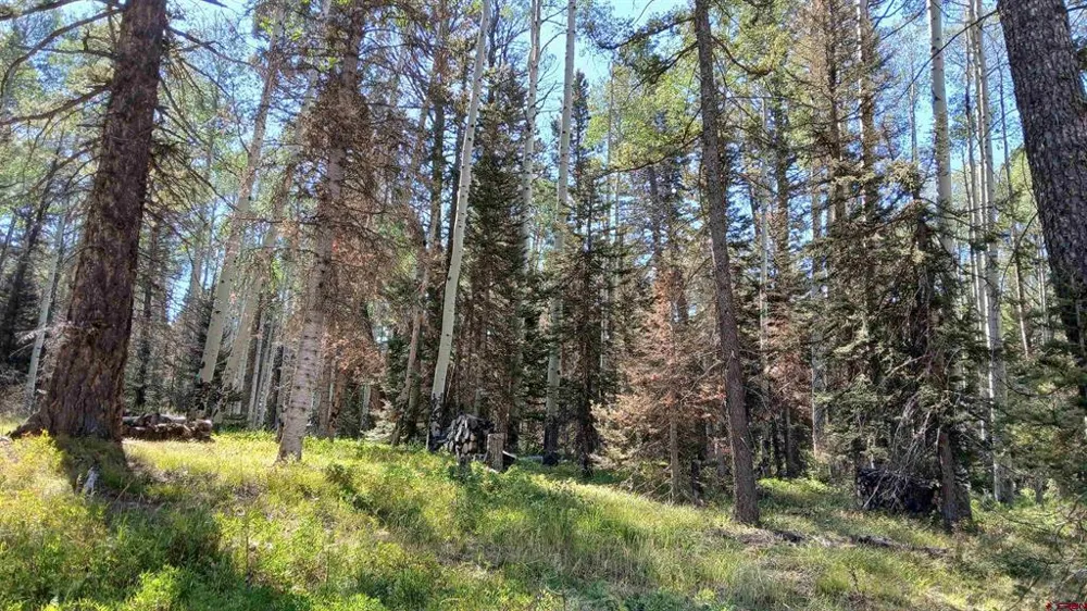 2020 Spruce Road Cimarron, CO 81220